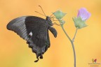 Papilio palinurus.... Papilio palinurus....