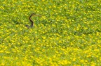 Il rosso nel giallo