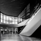 White parrot White parrot