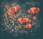 il principe in controluce il principe in controluce