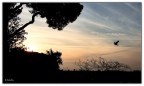 Qualcuno volò sul nido del cuculo. Qualcuno volò sul nido del cuculo.