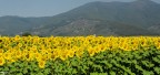 La rocca domina i girasoli.!!