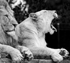 re e regina re e regina