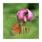 parnassius mnemosyne parnassius mnemosyne