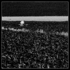 Zappatore... Zappatore...