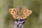 Erynnis tages