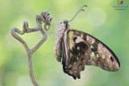 Papilio Graphium Agamemnon (Linnaeus, 1758)

Tra le specie pi belle, se non la pi bella del genere graphium :)