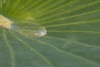 Foglia di loto..e relativa gociia, una quasi attrazione al Parco Sigurt  ( si possono attivare dei rubinetti per osservare l'effetto )