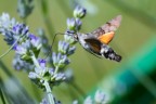 Macroglossum Stellatarum Macroglossum Stellatarum