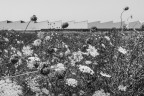 Orizzonti alternativi