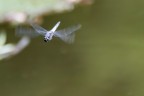 Libellula in volo Libellula in volo
