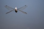 Libellula in volo 2 Libellula in volo 2