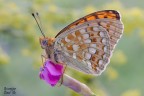 Argynnis Argynnis