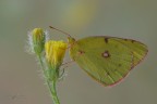 Colias crocea_DSC4496