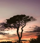 Pino mediterraneo Pino mediterraneo