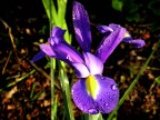 Iris Iris