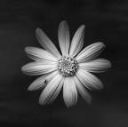 from the dark from the dark