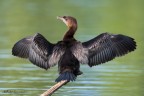 Nikon D500  SIGMA 500 f/4+1,4X  Treppiede 1/2000sec f5,6 Iso1250
Link per versione HD 
https://500px.com/photo/265338307/pygmy-cormorant-by-fabio-genovieri