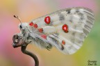 Parnassius apollo Parnassius apollo