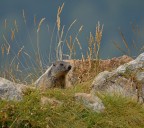 Marmotta Marmotta