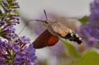 Macroglossum Macroglossum