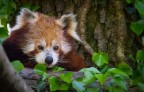 Cucciolo di panda minore, oggi adulto.
Graditi C & C