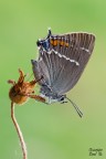 Satyrium spini