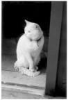 questa foto l'ho fatta una decina di anni fa e oggi l'ho scannerizzata. E' un gatto che stava sulla porta di una bottega in una via di Parigi. Ho provato a correggere dei graffi sulla stampa ma non sono bravissimo nel fotoritocco.