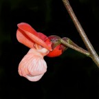 Solo per documentare il fiore d'una pianta di piselli mai vista......poi confesso che un poco di rossonero non fa mai male.

kampes