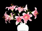 Lilium Lilium