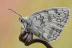 Melanargia russiae Melanargia russiae