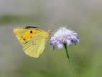 Colias crocea su Vedovella selvatica Colias crocea su Vedovella selvatica