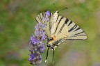 Podalirio su lavanda Podalirio su lavanda