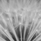 Delicatezza Delicatezza