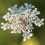 Rhagonycha fulva su Spondilio o sedano dei prati. Rhagonycha fulva su Spondilio o sedano dei prati.