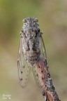 Cicada orni Cicada orni