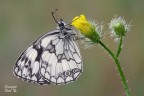 Melanargia galathea Melanargia galathea