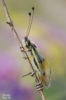 Libelloides lacteus Libelloides lacteus