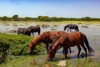 I cavallini della Giara I cavallini della Giara
