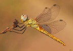 La prima libellula del 2018 quasi al tramonto (sympetrum fon La prima libellula del 2018 quasi al tramonto (sympetrum fon