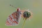 Argynnis-niobe_DSC5210 Argynnis-niobe_DSC5210