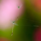 Ballerine del vento su filo di ragnatela Ballerine del vento su filo di ragnatela