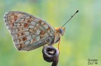 Argynnis niobe f. eris Argynnis niobe f. eris