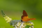 Argynnis paphia Argynnis paphia