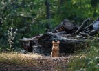 La Belva feroce delle Foreste