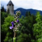 la natura dei castelli la natura dei castelli
