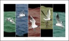 Gulls Artwork Gulls Artwork
