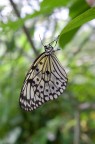 Idea Leuconoe Idea Leuconoe