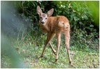 Baby Capriolo