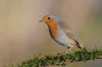 Robin_DSC4428 Robin_DSC4428